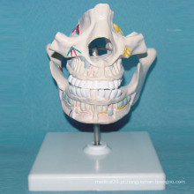 Modelo de anatomia da série cavidade da boca humana para o ensino (R080105)